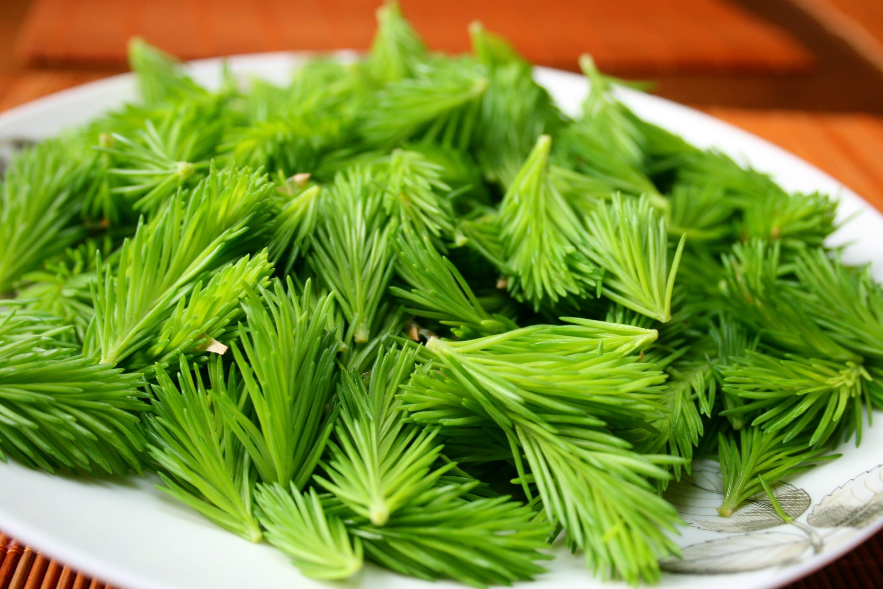 5 Reasons To Eat Spruce Tips & 8 Ways To Use Them
