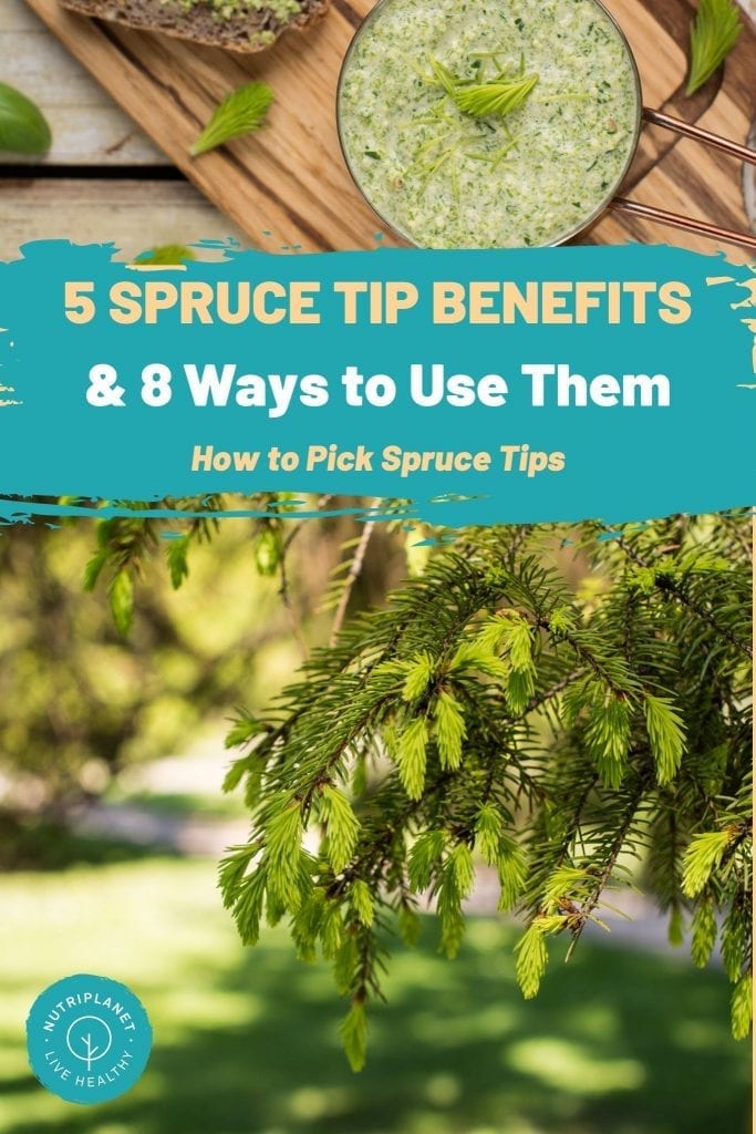 5 spruce tips benefits, 8 ways to use spruce tips, how to pick spruce tips.