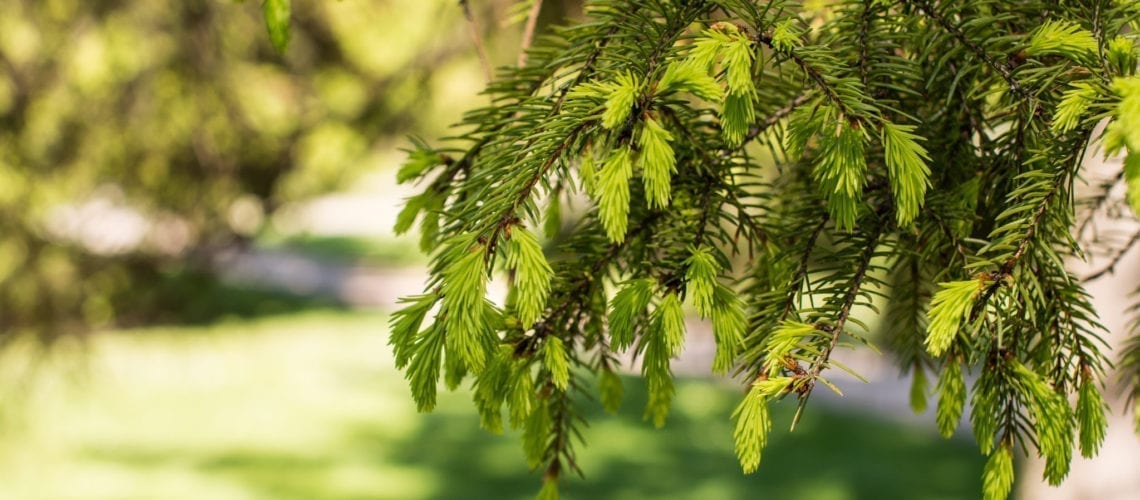 Spruce tips growing on a tree