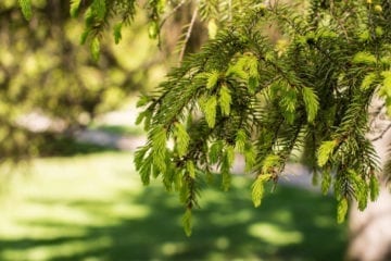 Spruce tips growing on a tree