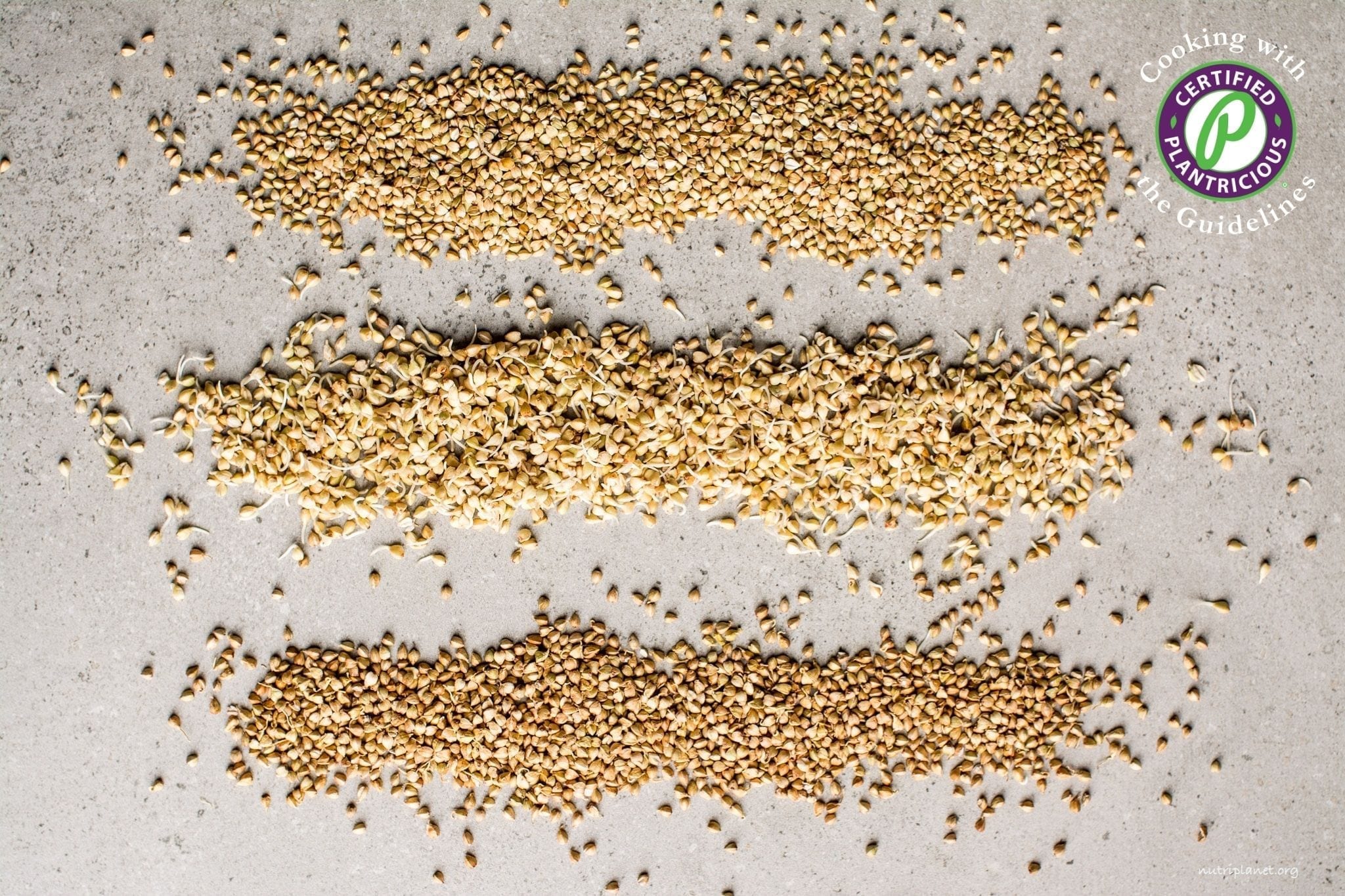 Sprouted Buckwheat aka How to Sprout Buckwheat