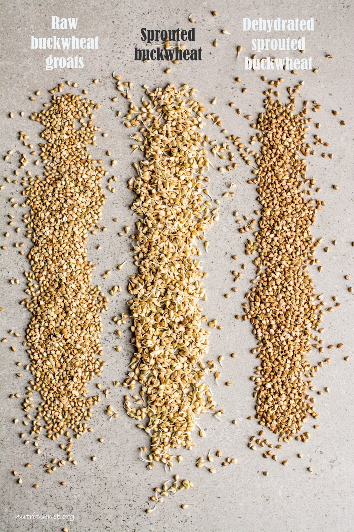Trigo sarraceno germinado, también se conoce como: cómo germinar trigo sarraceno