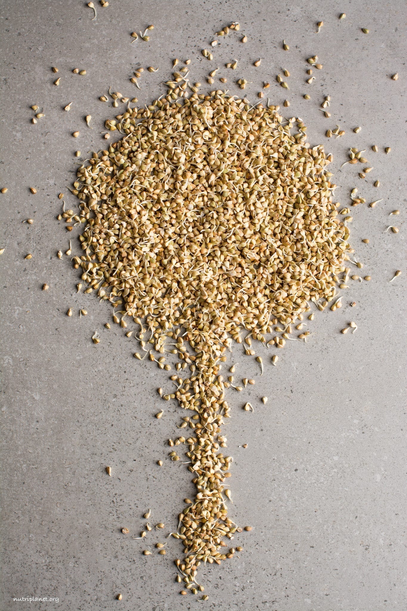Trigo sarraceno germinado, también se conoce como: cómo germinar trigo sarraceno