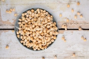 Sprouted Chickpeas