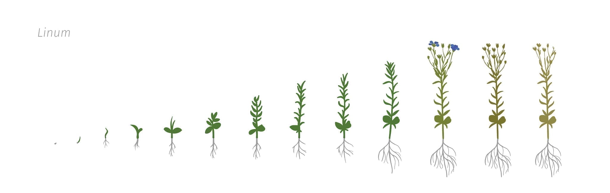 Stages of flax plant growing. Flax plant from seed to harvest.
