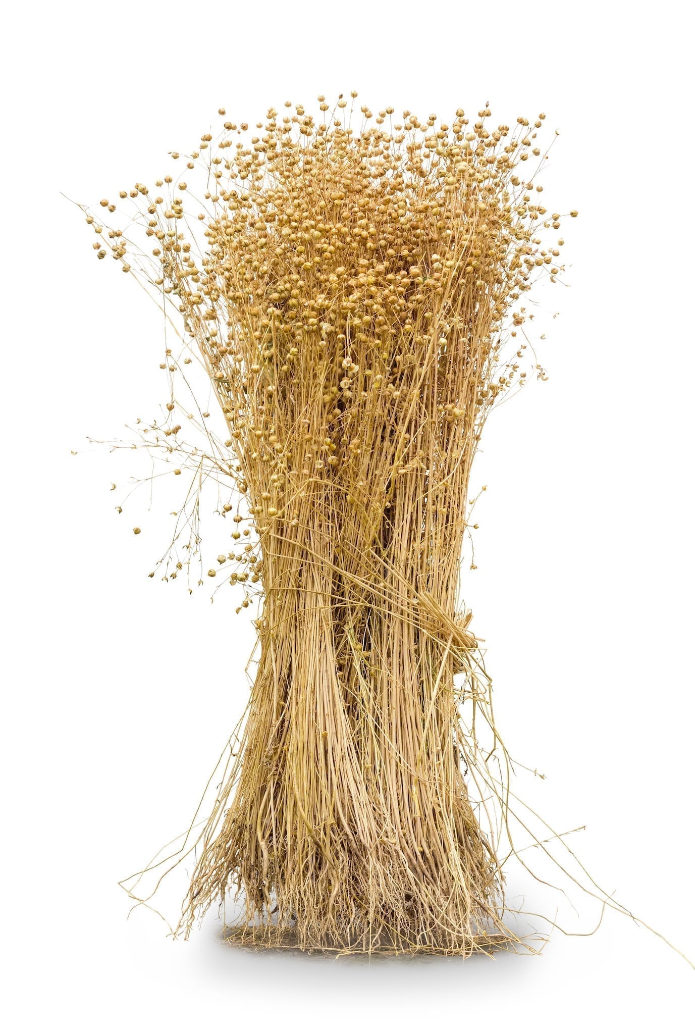 Sheaf of the harvested flax with stems, seed capsules and roots on a white background