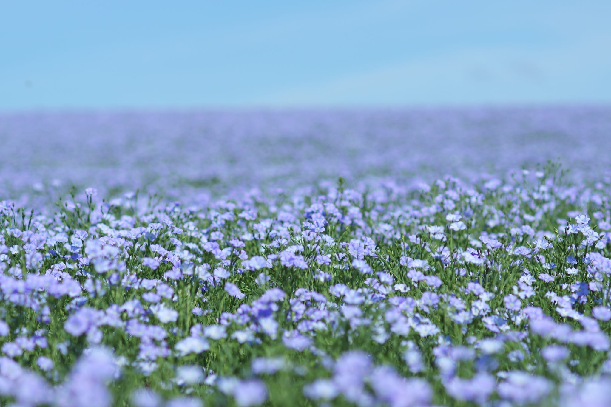 Flax flowers. Flax field, flax blooming, flax agricultural cultivation.