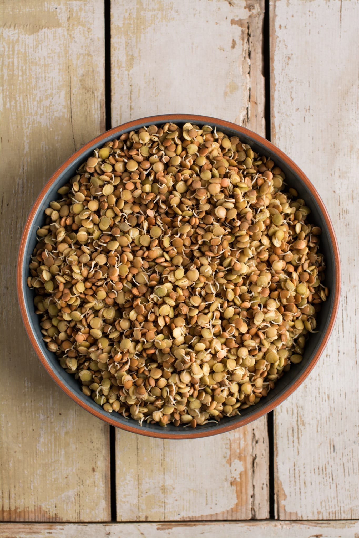 Sprouted red and green lentils