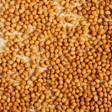 How to Make Dry Roasted Soybeans-image