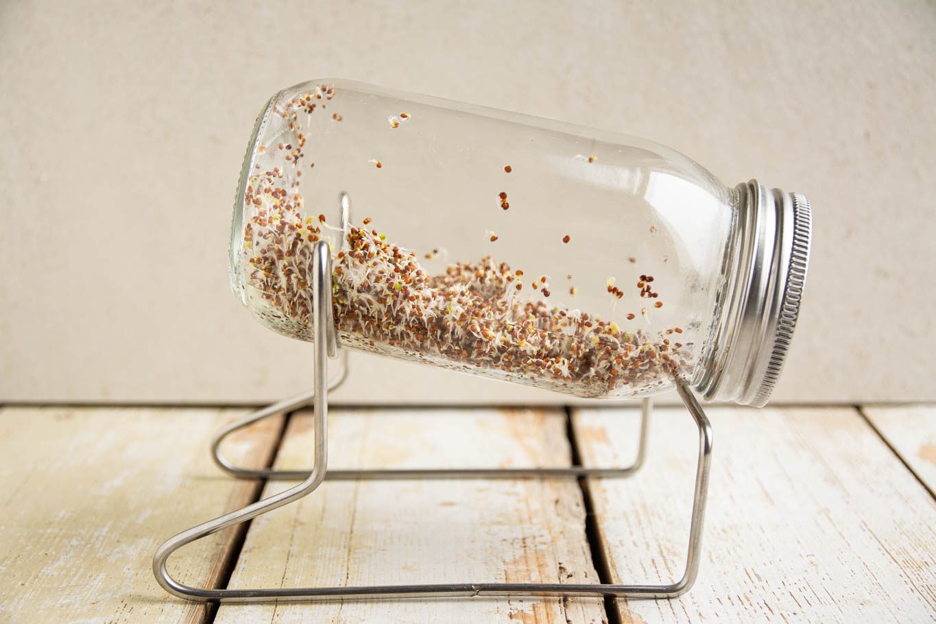 Learn how to grow broccoli sprouts in a jar at home. In addition, read up on broccoli sprouts benefits, how to store, and how to use sprouted broccoli.