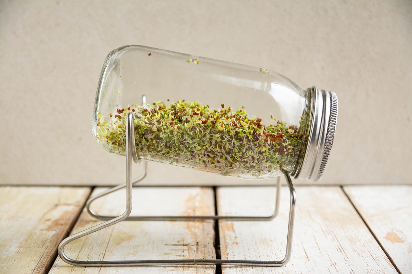 Learn how to grow broccoli sprouts in a jar at home. In addition, read up on broccoli sprouts benefits, how to store, and how to use sprouted broccoli.