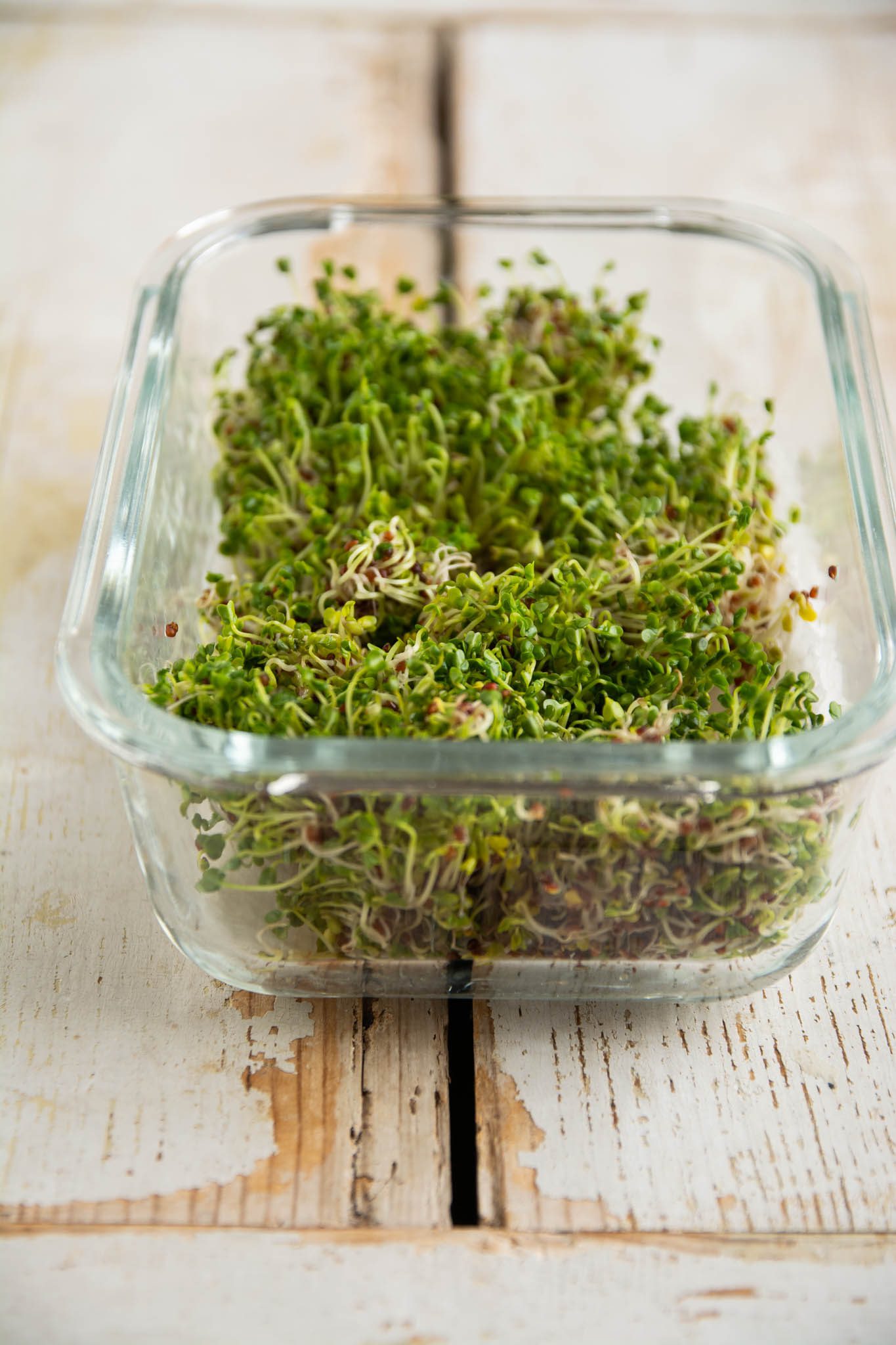 Learn how to grow broccoli sprouts in a jar at home. In addition, read up on broccoli sprouts benefits, how to store, and how to use sprouted broccoli.