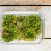 Learn how to grow broccoli sprouts in a jar at home. In addition, read up on broccoli sprouts benefits, how to store, and how to use sprouted broccoli.