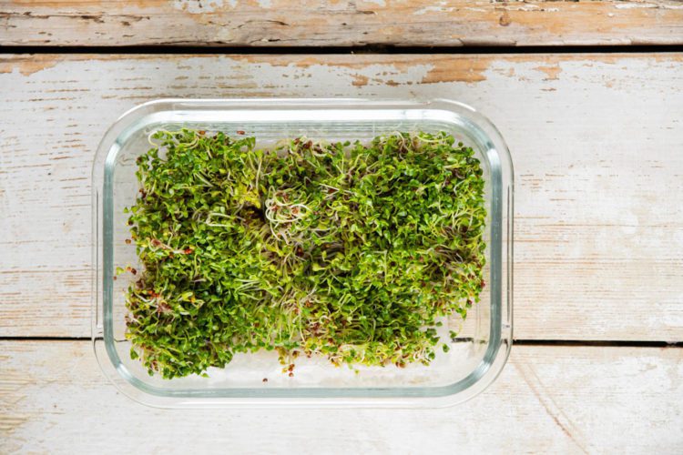 Learn how to grow broccoli sprouts in a jar at home. In addition, read up on broccoli sprouts benefits, how to store, and how to use sprouted broccoli.