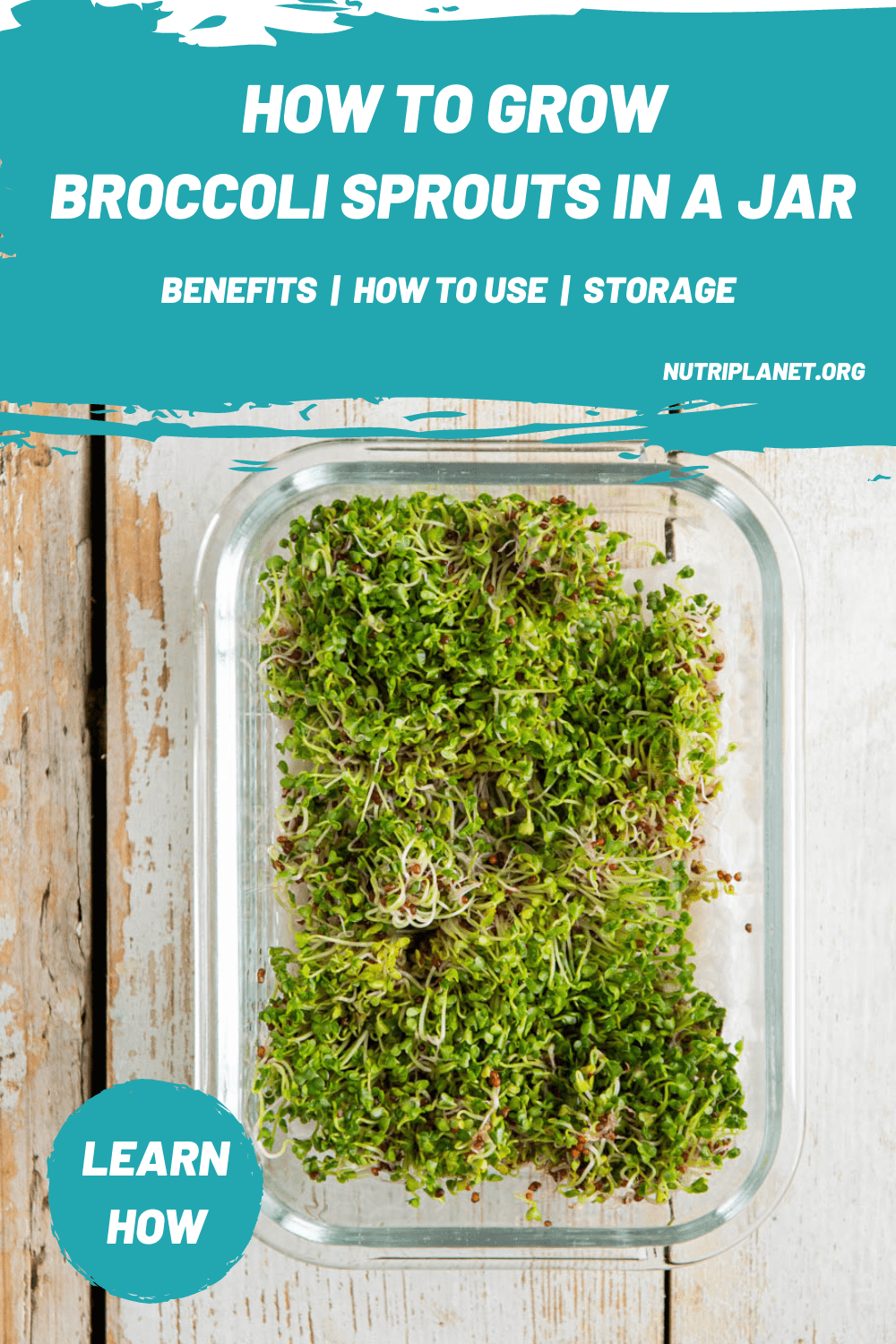 Learn how to grow broccoli sprouts in a jar at home. In addition, read up on broccoli sprouts benefits, how to store, and how to use sprouted broccoli. 