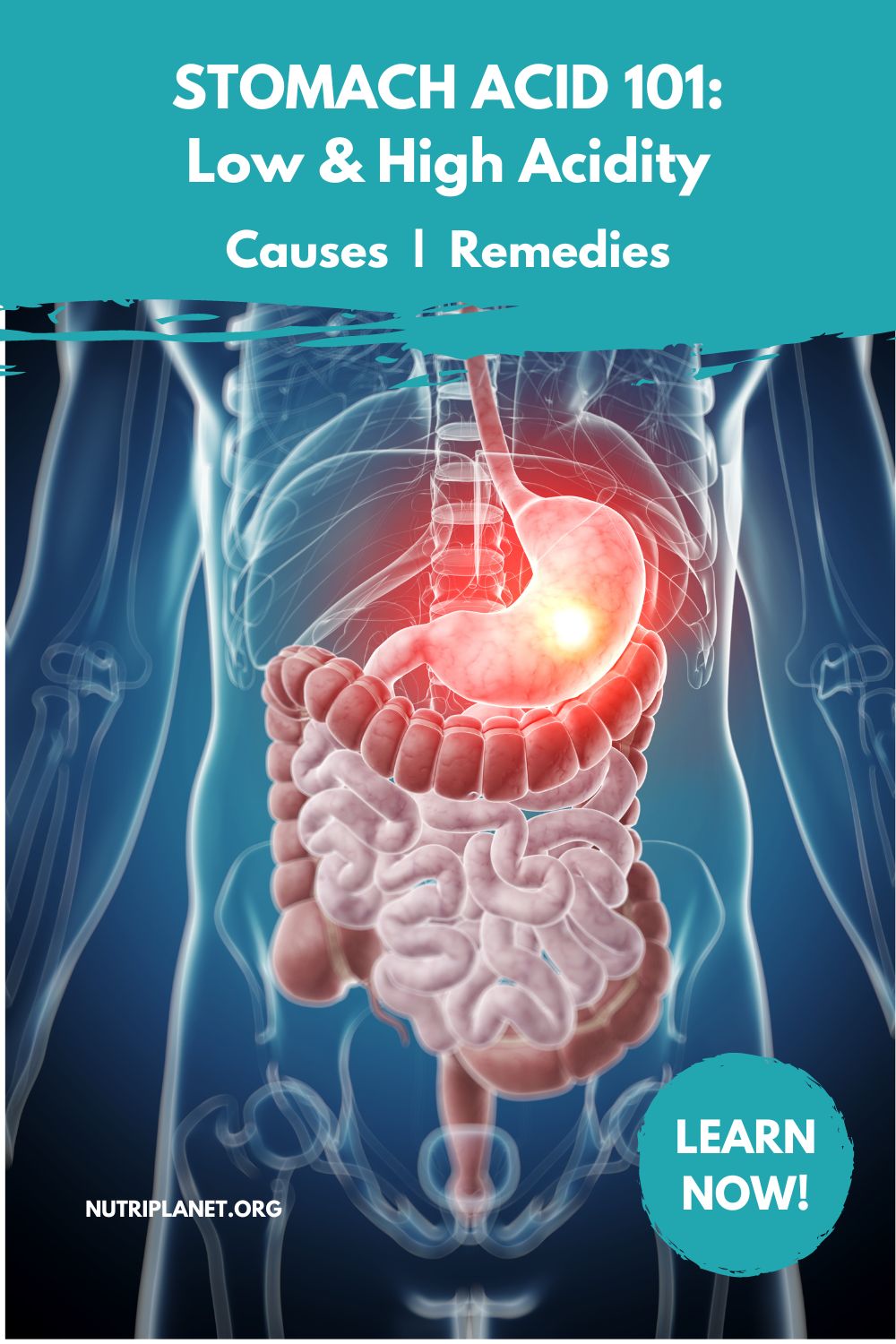 The importance of stomach acid, symptoms and causes of low and high stomach acid. Remedies for low and high acidity. 
